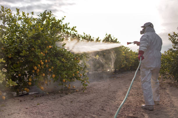 Best Bed Bug Extermination  in Selmont West Selmont, AL