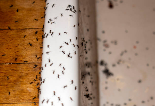 Best Best Pest Control Companies  in Selmont West Selmont, AL
